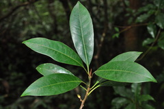 Sideroxylon wightianum