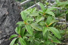 Sideroxylon wightianum