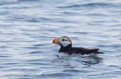 Fratercula corniculata