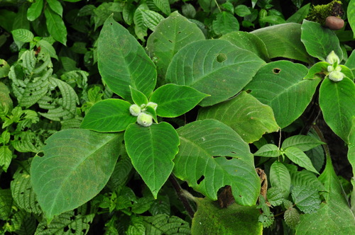 Hemiboea cavaleriei