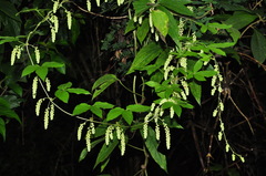 Dioscorea melanophyma