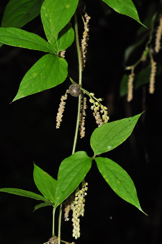 Dioscorea melanophyma (Dioscorea melanophyma)