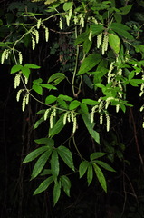 Dioscorea melanophyma
