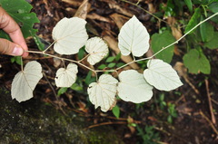 Rubus irenaeus