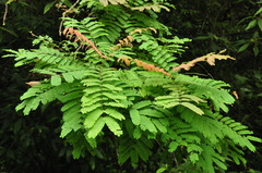 Pterolobium punctatum