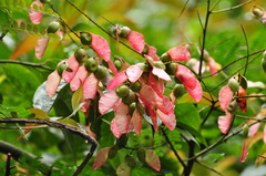 Pterolobium punctatum