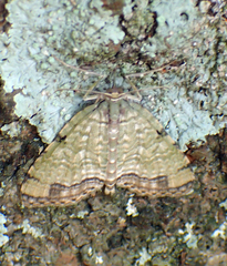 Episteira nigrilinearia