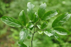 Ventilago leiocarpa
