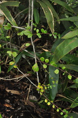 Spiraea martini