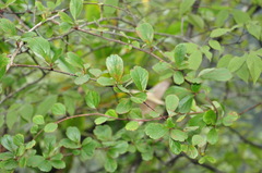 Spiraea martini