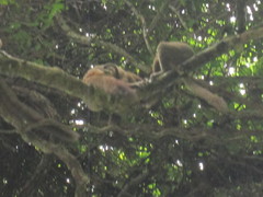 Prolemur simus