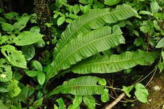 Microsorum membranaceum