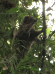 Prolemur simus