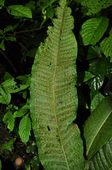 Microsorum membranaceum