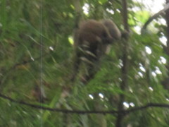Prolemur simus