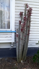 Cleistocactus strausii