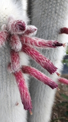 Cleistocactus strausii