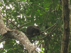 Prolemur simus