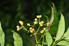 Tetradium trichotomum