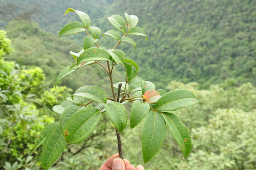 Tetradium calcicola