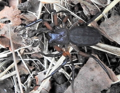Platyoides walteri