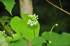 Vincetoxicum auriculatum