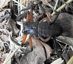 Platyoides walteri