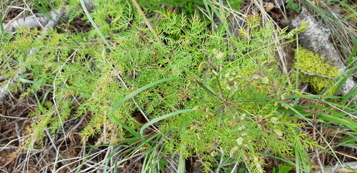 Lomatium multifidum, photograph 3