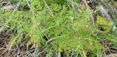 Lomatium multifidum, photograph Leanne Stacy Reitan, CC0, iNaturalist via GBIF