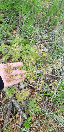 Lomatium multifidum, photograph 4