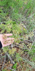 Lomatium multifidum, photograph Leanne Stacy Reitan, CC0, iNaturalist via GBIF