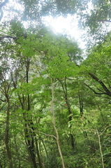 Acer wilsonii