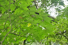 Acer wilsonii