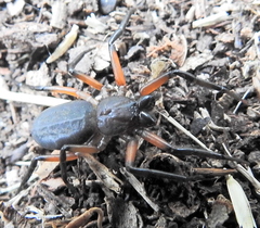 Platyoides walteri