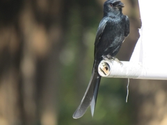 Dicrurus macrocercus harterti