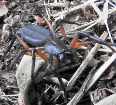 Platyoides walteri