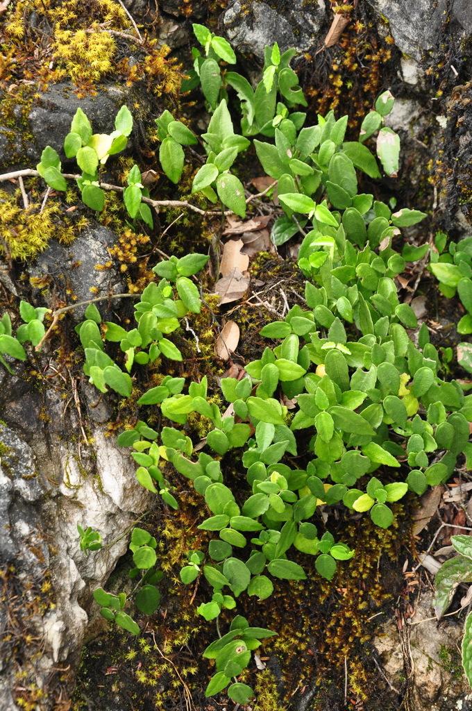 Pilea cavaleriei (Pilea cavaleriei)