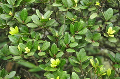 Quercus phillyreoides