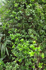 Quercus phillyreoides