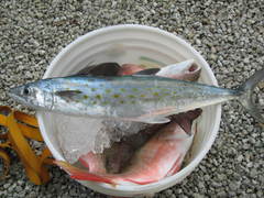 Scomberomorus maculatus