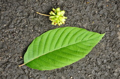 Camptotheca acuminata