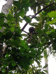 Prolemur simus