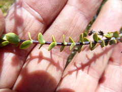 Veronica pimeleoides pimeleoides