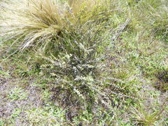 Veronica pimeleoides pimeleoides