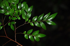 Diospyros dumetorum