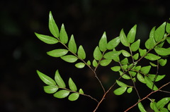 Diospyros dumetorum