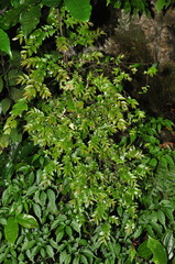 Diospyros dumetorum