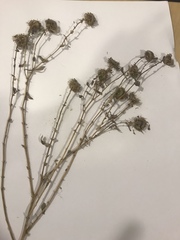 Grindelia squarrosa squarrosa