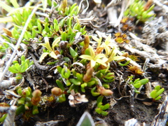 Stackhousia minima
