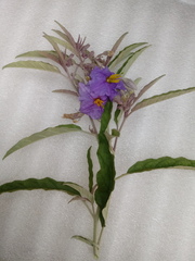 Solanum elaeagnifolium image